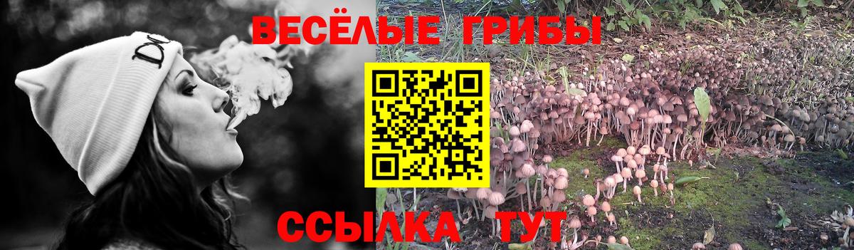 Псилоцибиновые грибы Cubensis Омск